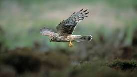 Decline of hen harrier numbers in Northern Ireland by 26% prompts concern