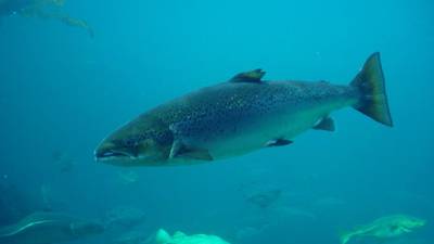 Climate change demands ‘national effort’ to protect Atlantic wild salmon