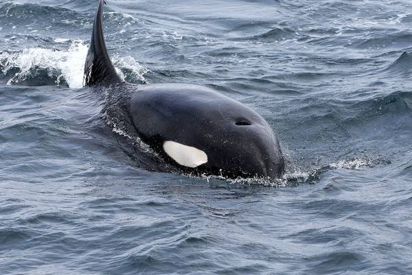 A killer whale has been taught to speak human words
