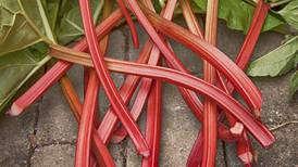 How to grow rhubarb...and other budget-friendly plants