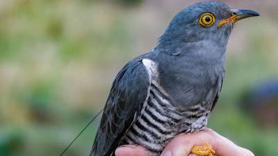'It's very exciting': tagged cuckoos return to Killarney National Park