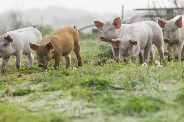 Pig farmers call for €100m ‘rescue package’ in protest outside Government buildings