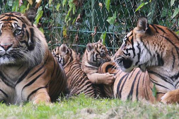 Ban on use of wild animals in circuses as of 2018 welcomed