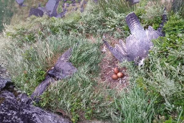 Gardaí investigate killing of two peregrine falcons