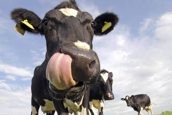 Higher milk prices boost farm incomes by 30% to €32,000