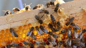Urban beekeeping project hopes to get Dublin buzzing