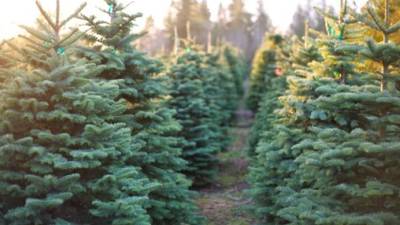 Garda checkpoints to be aimed at combatting Christmas tree theft