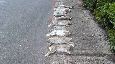 Gardaí investigate after 13 dead rabbits left on village path