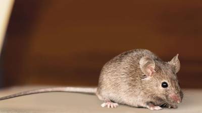 Raw sewage and rodents account for record food-safety closures