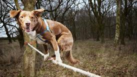 Tightrope walking dog enters Guinness World Records