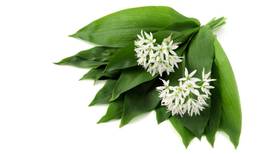 Wild garlic: A herb good enough to bring Europe back together