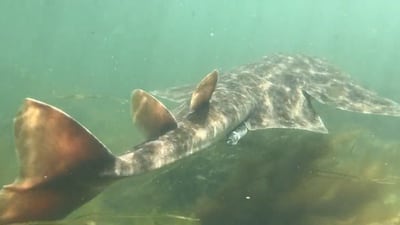 ‘Exceptional’ sighting of endangered angel shark in Galway Bay