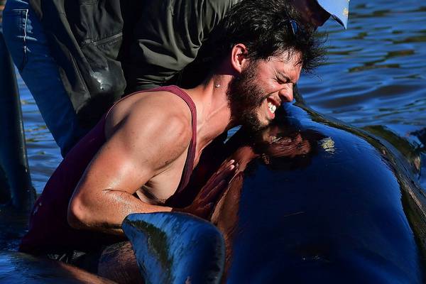 Hundreds of stranded New Zealand whales swim free