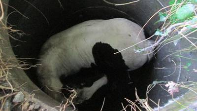 Foal in a hole: small horse rescued from Co Meath drain