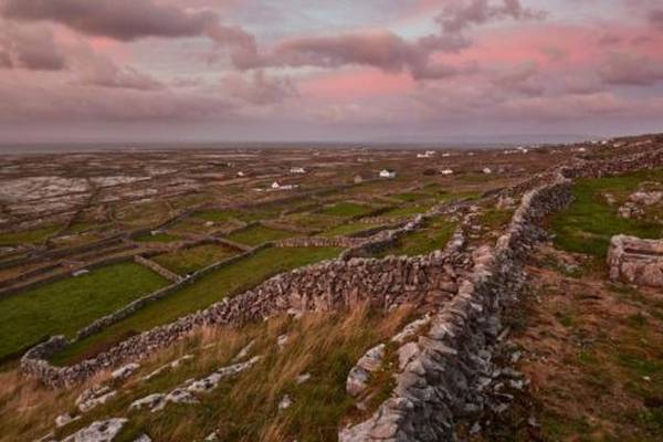 Aran Islands cattle shipped to Mayo due to severe water and fodder shortages