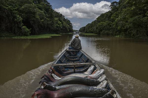 Six months after the murder of Dom Phillips and Bruno Pereira, the Amazon remains unsafe 