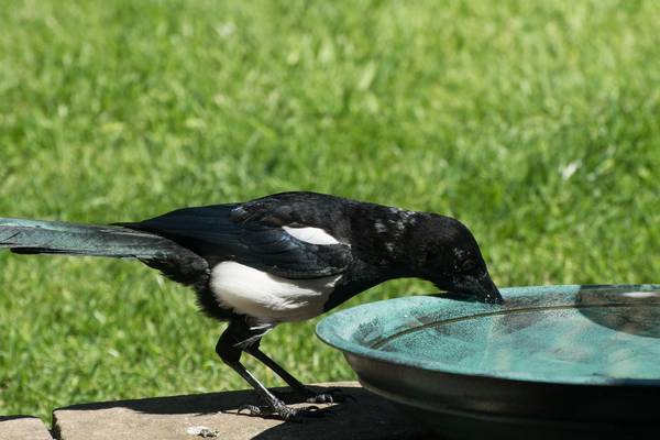 Shadow of a drought: how to help birds and plants survive