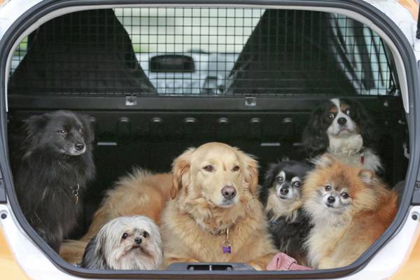 Post-Brexit checks on pets travelling into North to be suspended