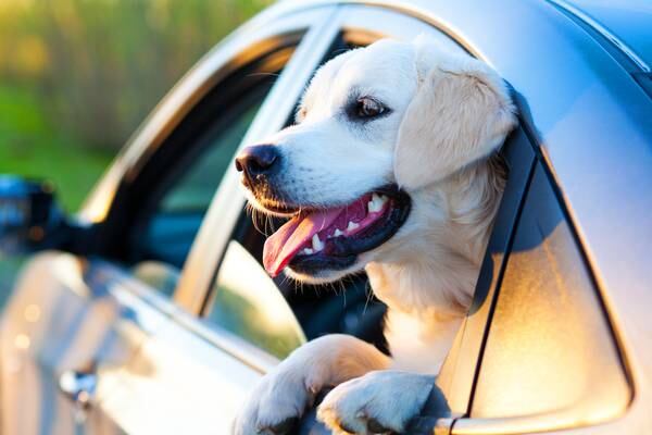 Vet highlights dangers of allowing dogs to lean out of car windows