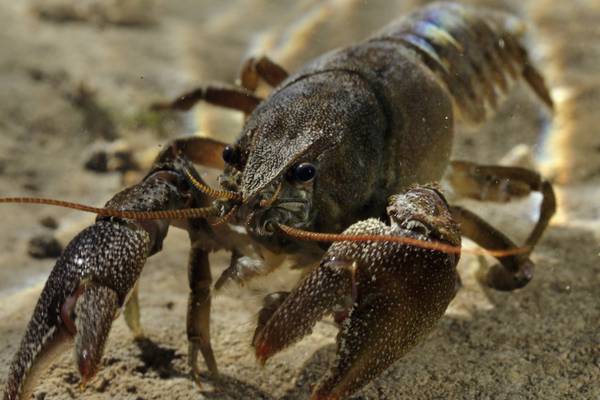 Outbreak of crayfish plague in River Barrow confirmed
