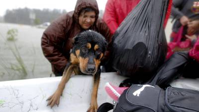 Saving pets is paramount for many fleeing storm Harvey