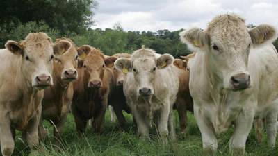 US decision to lift ban on Irish beef imports welcomed by meat industry