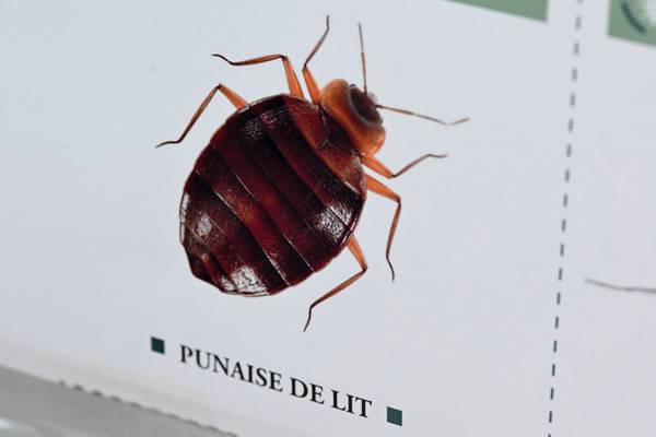 Bedbugs in Paris: French transport minister to hold emergency meeting with operators
