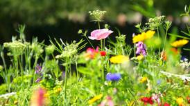 Go wild in the garden and make a meadow