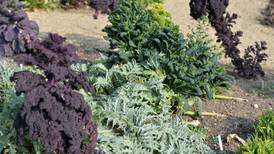 Vegetable growers warn of exodus as sector on ‘last gasp’