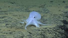 Casper the ghost-like octopus emerges from the deep