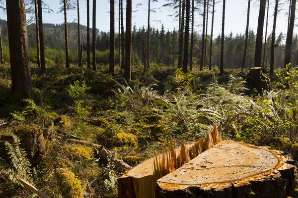 Forestry returns fall flat, a Brexit response fund, and big property plays