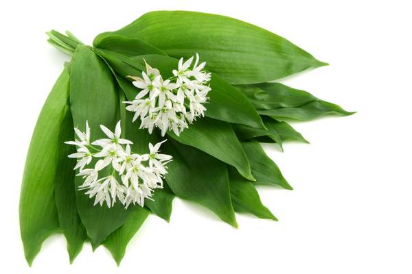 It’s wild garlic season – put it to the testo in a very simple pesto