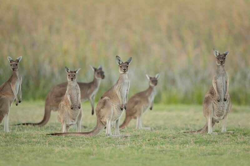 Man (77) killed by kangaroo in southwest Australia