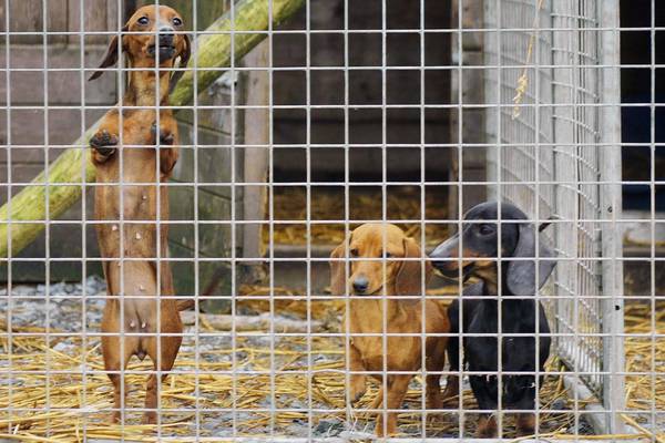 A well-enforced welfare system for animals long overdue