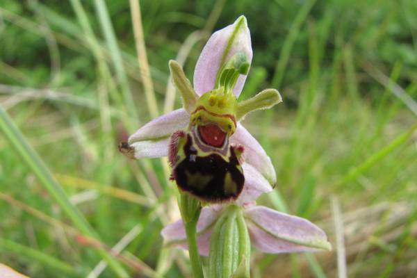 Bee orchids are all dressed up with nowhere to go