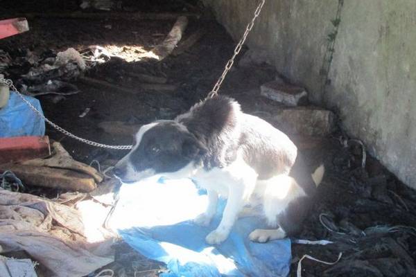 Limerick man fined for mistreatment of more than 30 dogs