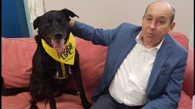 Labrador adopted after eight year wait with Dogs Trust