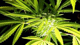 Eamonn McCann: Decision looms for Government on legalising marijuana