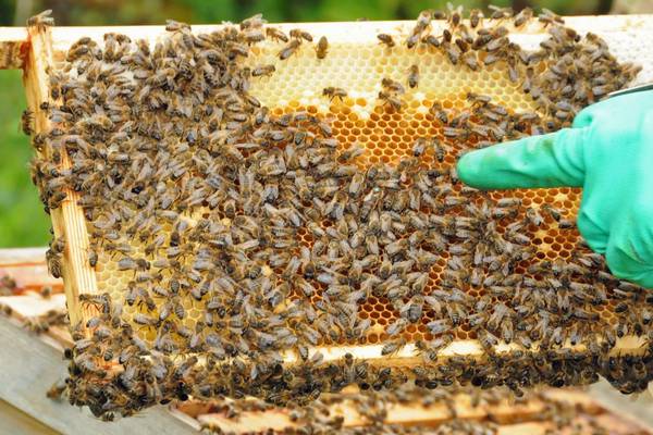 Bantry beekeeper issues dire warning about declining numbers