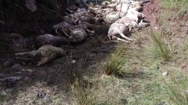 Forty sheep killed in dog attack in Co Kerry
