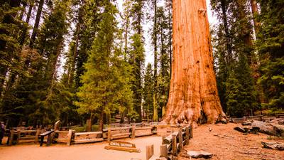 California wildfires threaten world’s largest tree