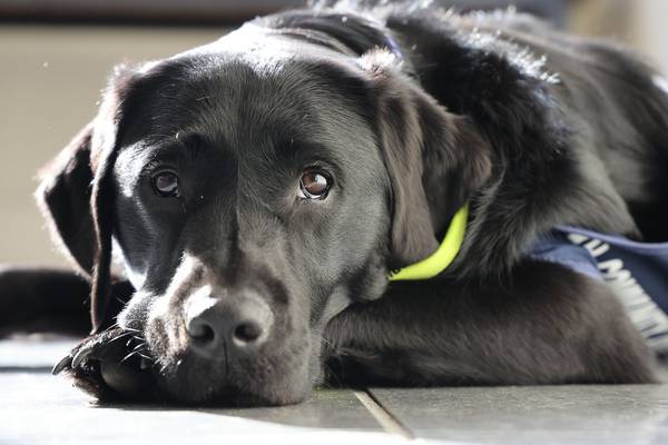Assistance dogs in schools: ‘I have learned to talk things out, and it has really helped a lot’