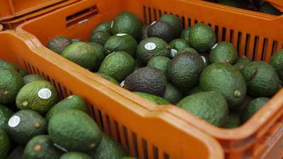 New Zealand’s avocado crimewave sees thieves selling stolen fruit on Facebook