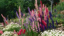 Let delphiniums bring your garden to new heights