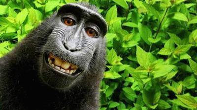 Monkey who took selfie cannot sue for copyright, court rules