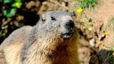 Boy (15) in Mongolia dies of bubonic plague after eating marmot
