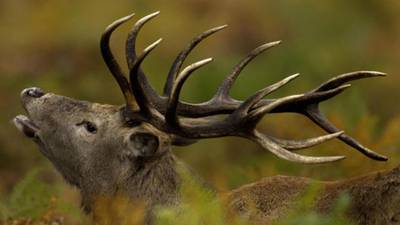 Man who shot Killarney stag to pay €3,250 as ‘atonement’