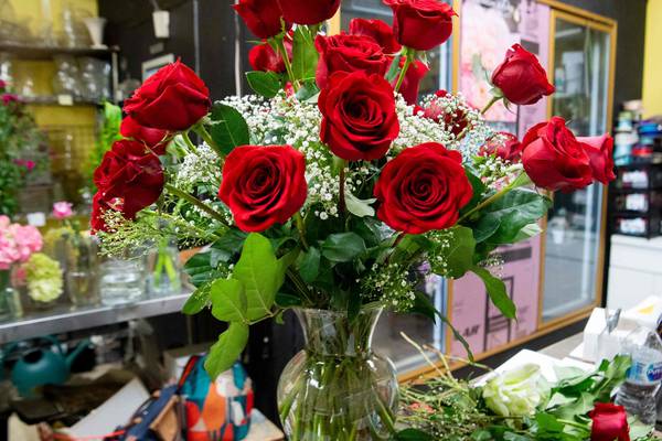 Wholesale cost of red roses doubles due to Brexit and rising energy costs
