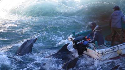 US ambassador ‘deeply concerned’ about Japan dolphin killing