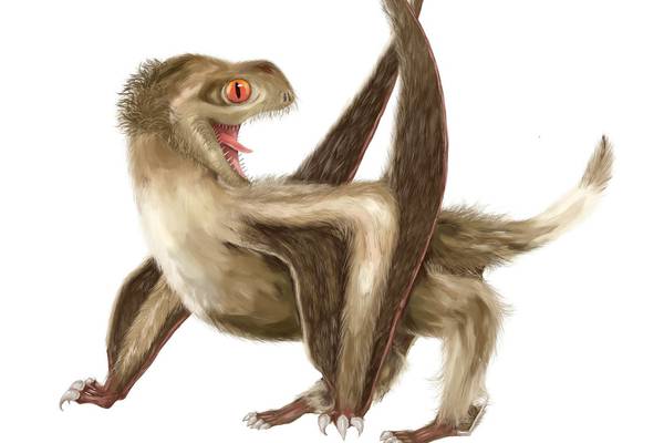 Study of flying reptile sheds light on origin of feathers